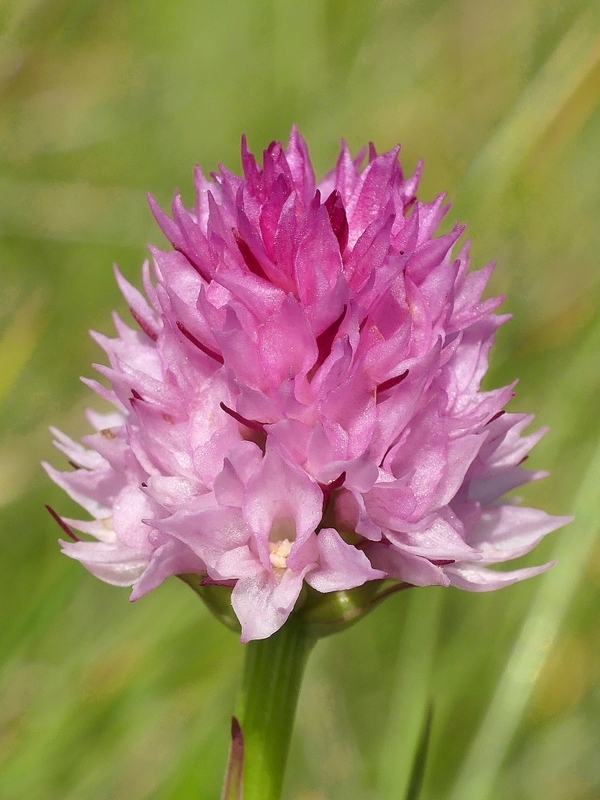 Nigritella widderi nel Parco Nazionale del Gran Sasso e dei Monti della Laga 2020.